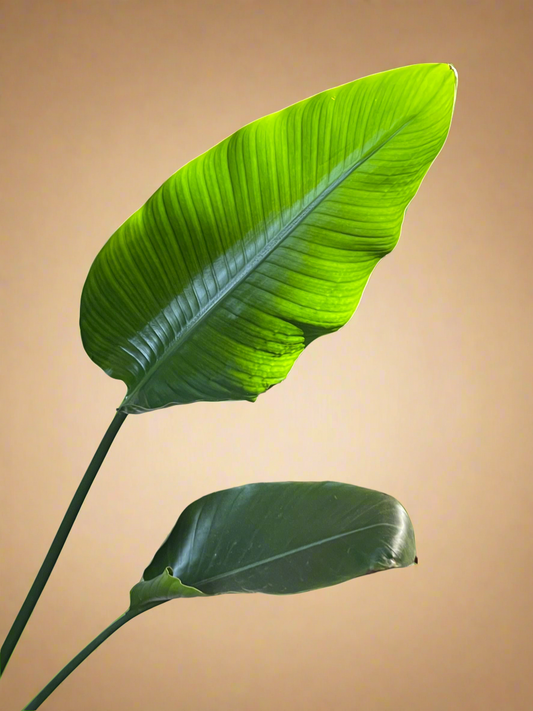 White Bird of Paradise 'Strelitzia Nicolai'