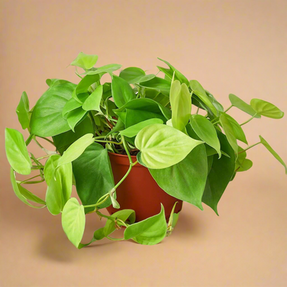 Philodendron 'Neon'