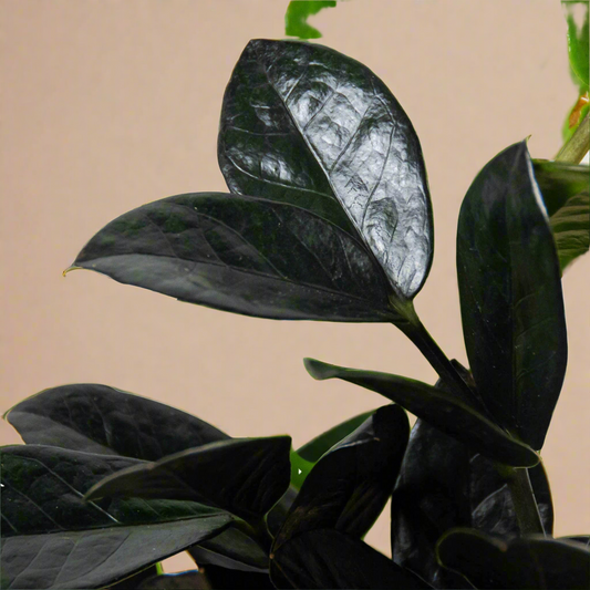 ZZ Zamioculcas 'Black Queen'