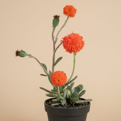 Coral Senecio (Kleinia Fulgens) 4.5” pot
