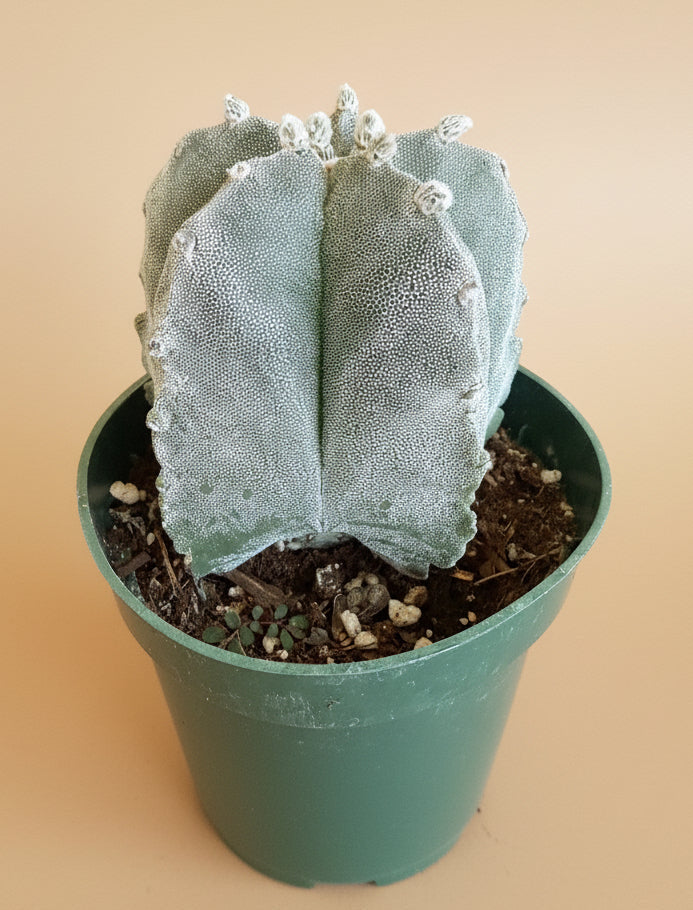 Astrophytum Myriostigma - Bishop's Cap - 4.5”