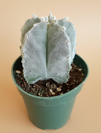 Astrophytum Myriostigma - Bishop's Cap - 4.5”