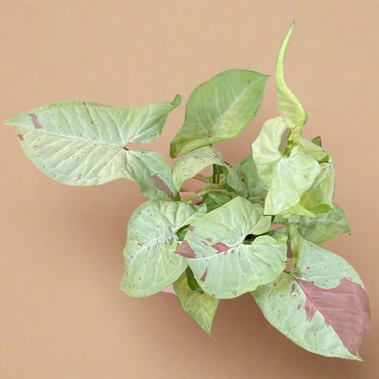 4” Syngonium ‘Milk Confetti’