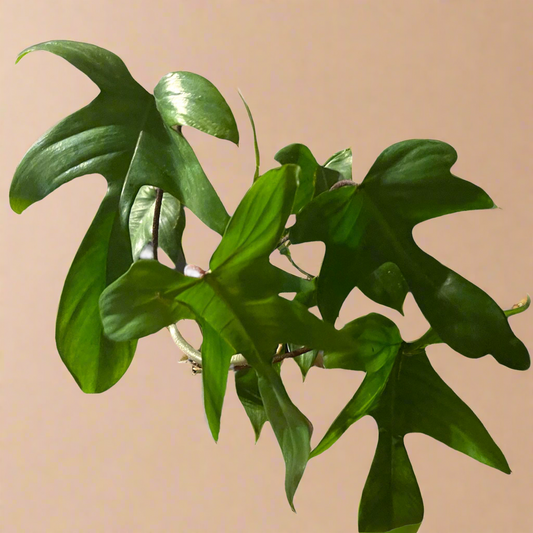4” Philodendron ‘Florida Green’