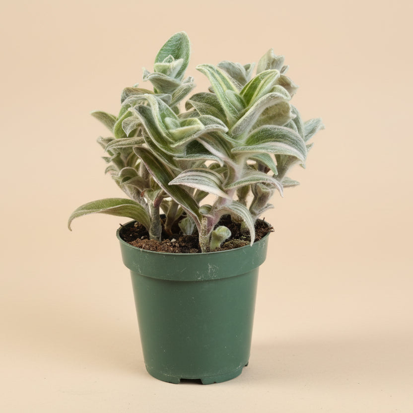Tradescantia Sillamontana f. variegata - Variegated Spiderwort 4.5” pot