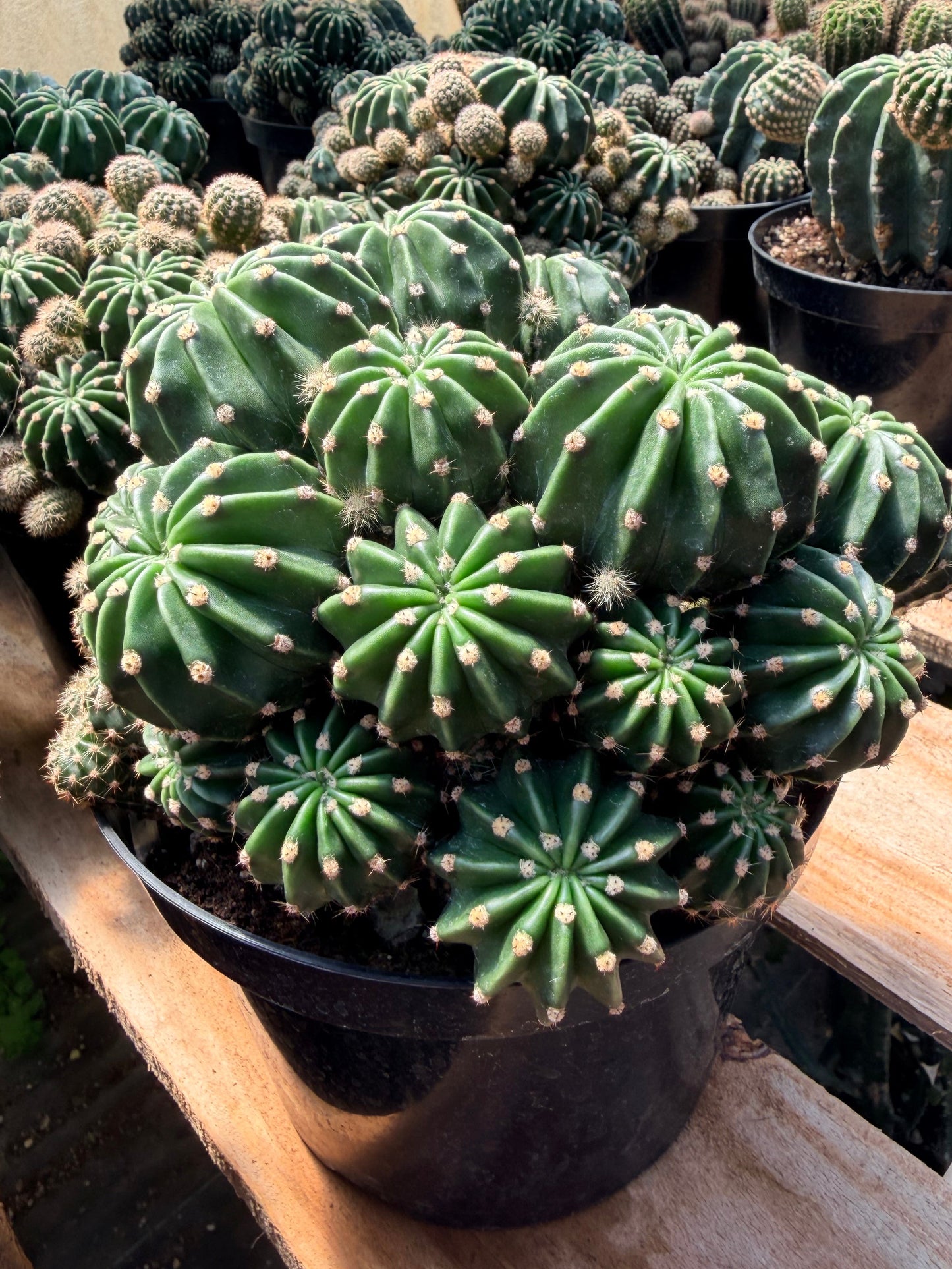 Easter Lilly Cactus 8” pot