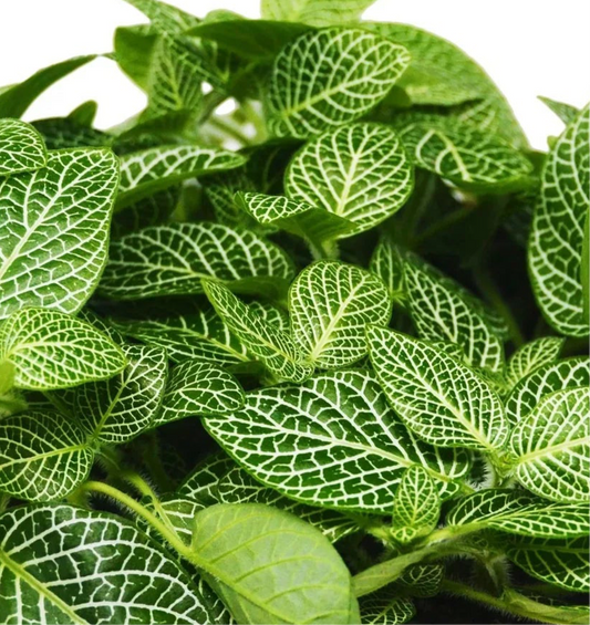 Fittonia 'White Nerve Plant'
