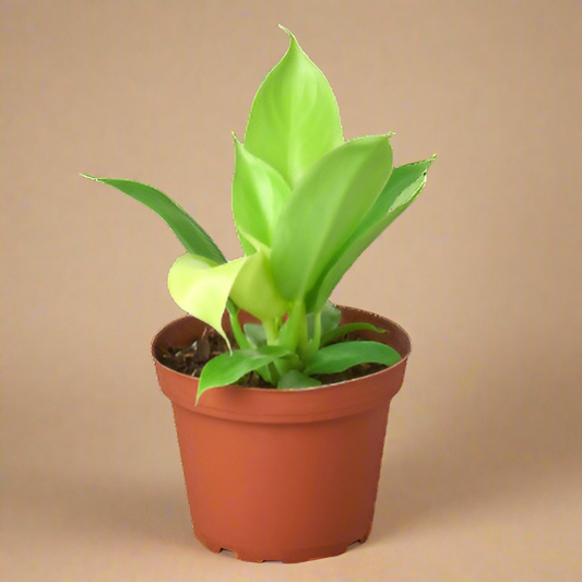 Philodendron 'Moonlight'