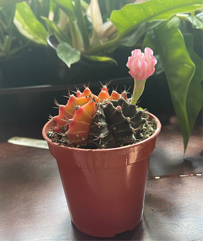 Gymnocalycium Mihanovichii Variegated Cactus