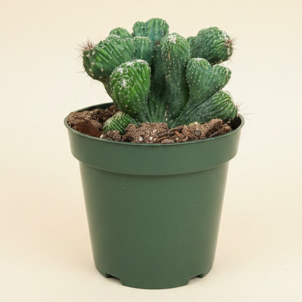 Cereus Coral Green 4.5” pot