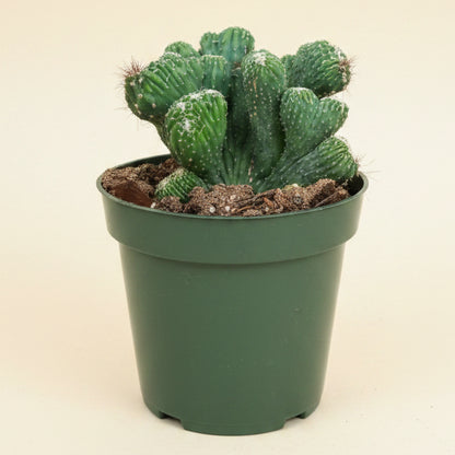 Cereus Coral Green 4.5” pot