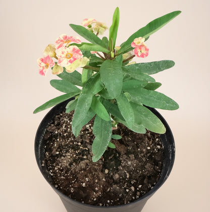 Crown of Thorns (Euphorbia Milii)- 8” pot