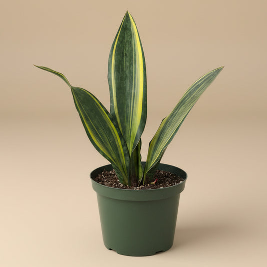 Giant Variegated Whale Fin (Sansevieria masoniana)- 10” Pot