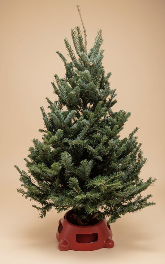3'-4' Fraser Fir Christmas Tree with Stand