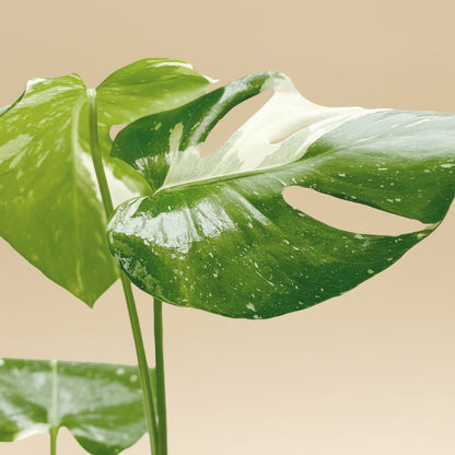 Monstera 'Thai Constellation'