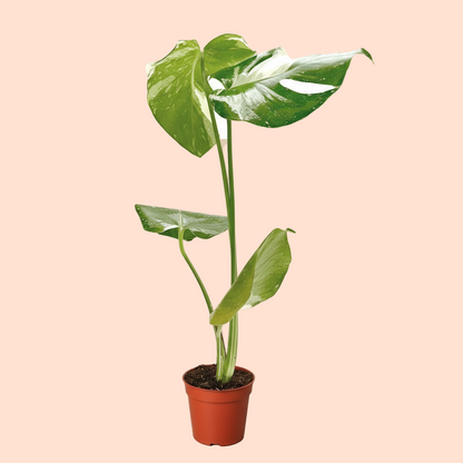 Monstera 'Thai Constellation'
