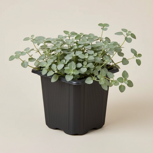 Nettle 'Silver Sparkle'