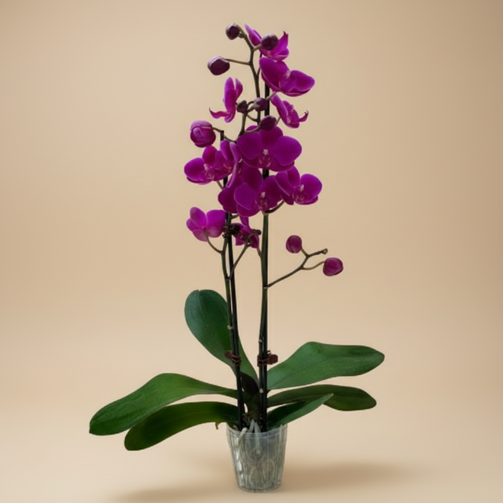 Orchid 'Purple Phalaenopsis'