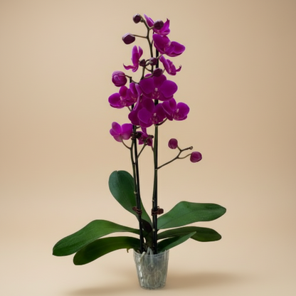 Orchid 'Purple Phalaenopsis'