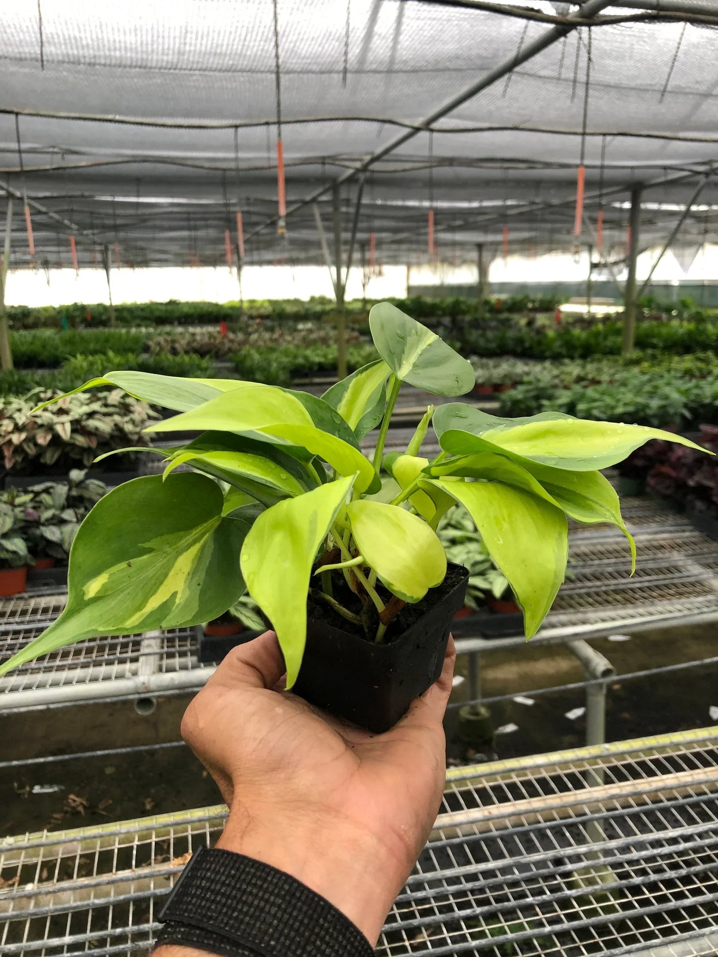 Philodendron Cordatum 'Brasil'
