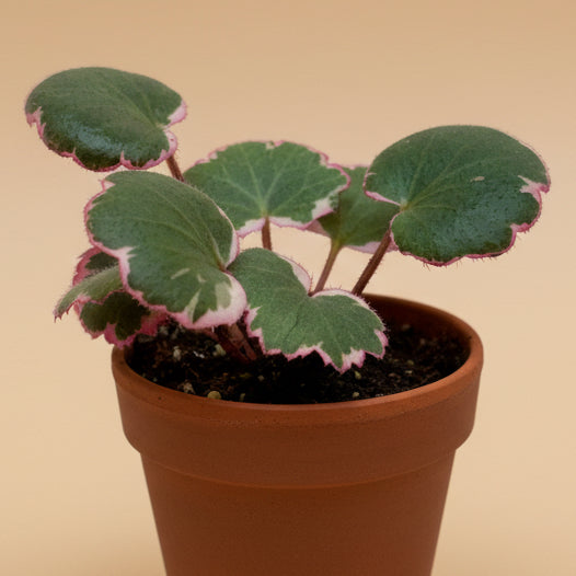 Variegated Strawberry Begonia- Saxifraga Tricolor