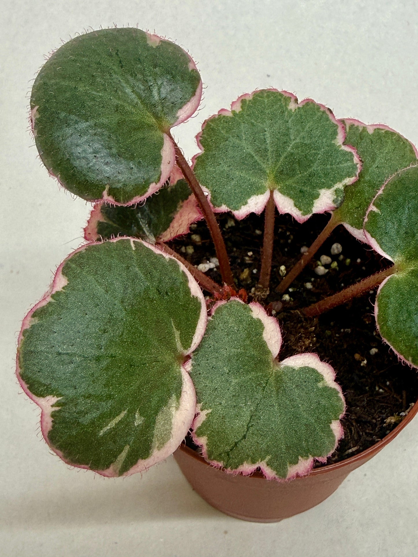 Variegated Strawberry Begonia- Saxifraga Tricolor