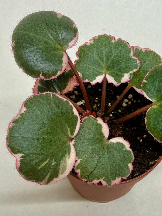Variegated Strawberry Begonia- Saxifraga Tricolor