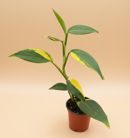 Scindapsus 'Coriaceus'