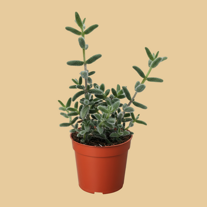 Delosperma echinatum 'Pickle Plant'