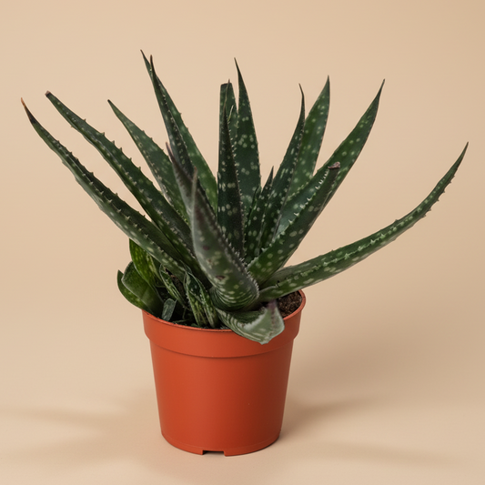 Succulent Haworthia Limifolia