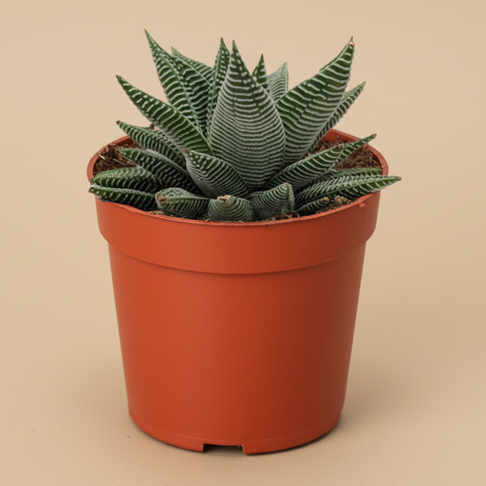 Haworthia Miami