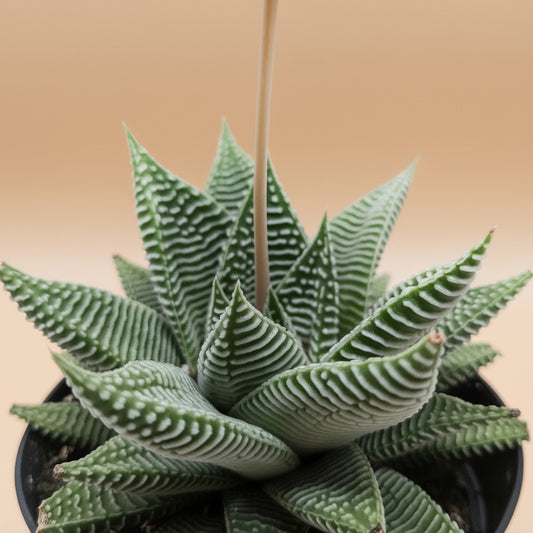 Haworthia Miami