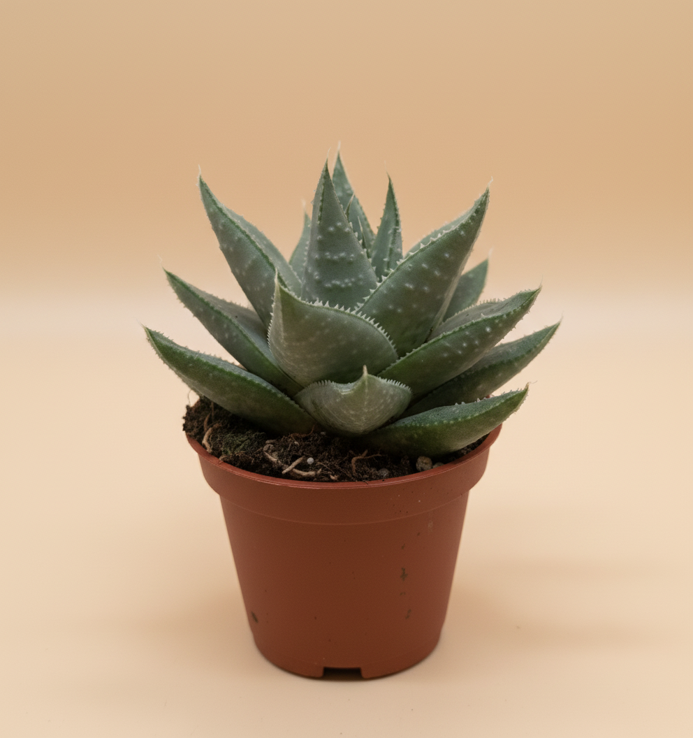Succulent Haworthia Savanna