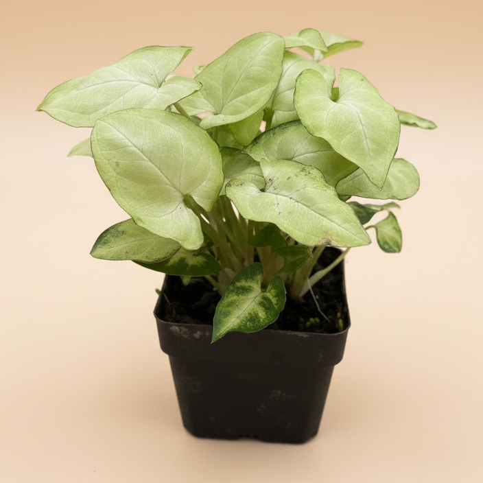 Syngonium 'Moonshine'