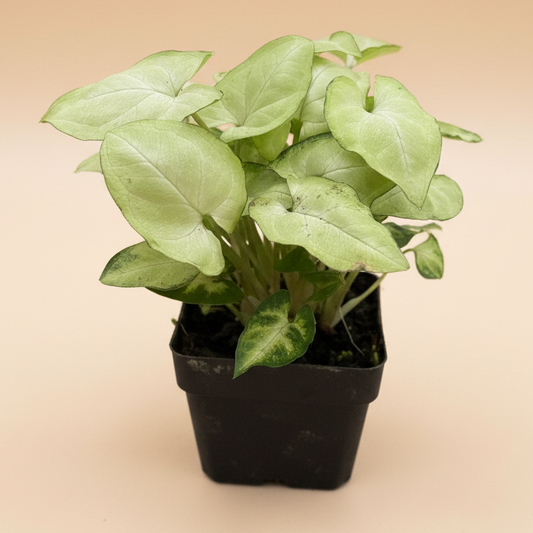 Syngonium 'Moonshine'
