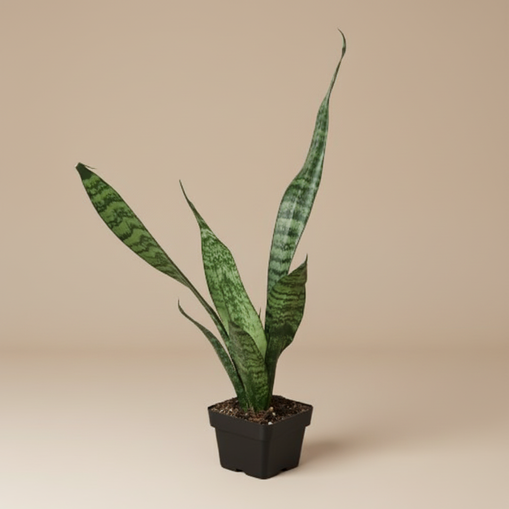 Snake Plant 'Zeylanica'