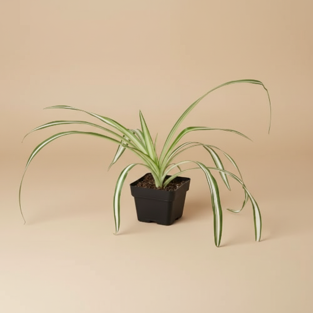 Spider Plant Reverse