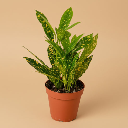 Croton 'Gold Dust'