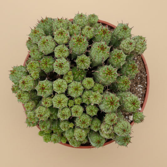 Euphorbia Monstrose | 6 inch | Euphorbia submammillaris