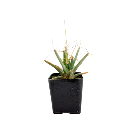 Agave Cactus | 2 inch | Leuchtenbergia principis