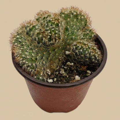 Crested Copper King Cactus | 4 inch | Mammillaria elongata