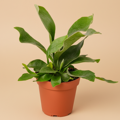 Staghorn Fern