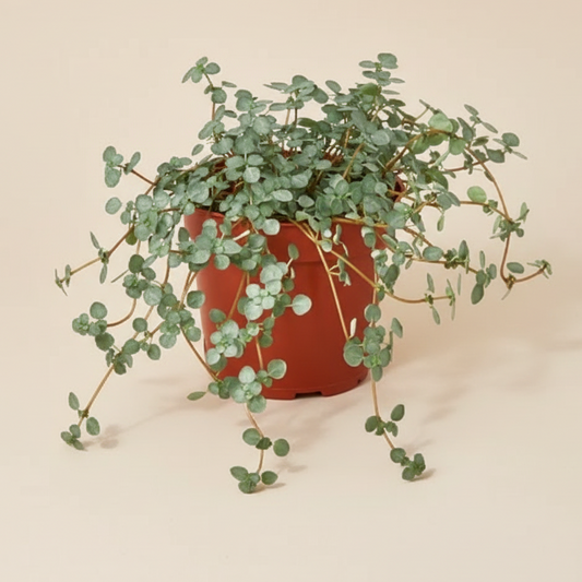 Nettle 'Silver Sparkle'