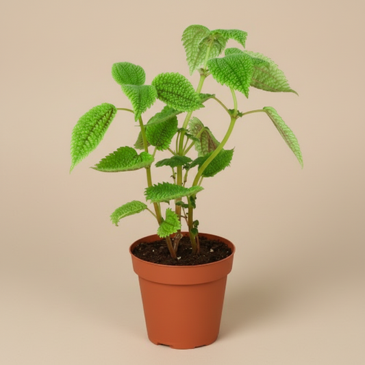 Pilea 'Moon Valley' - 4" Pot