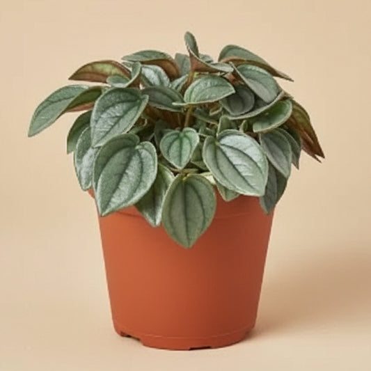 Peperomia 'Napoli Nights' - 4" Pot