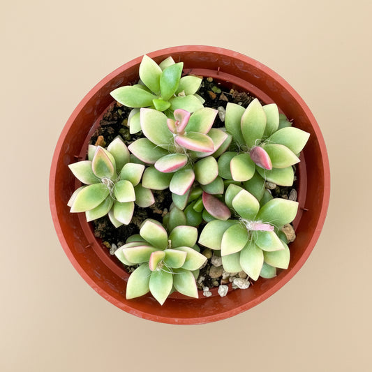 Anacampseros telephiastrum variegata 'Sunrise' 4”