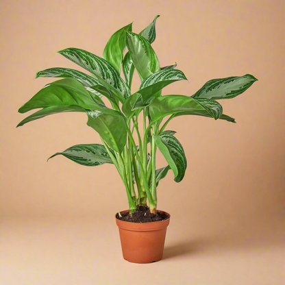 Aglaonema 'Silver Bay'