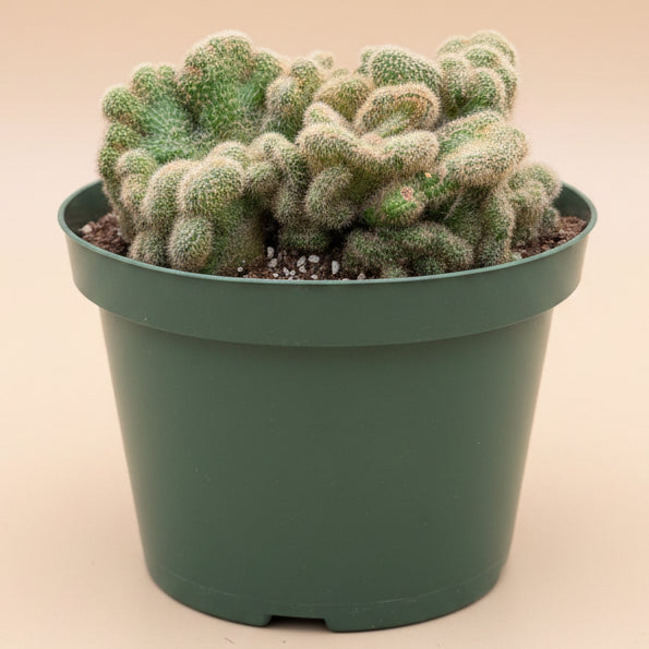 Cleistocactus Samaipatanus f. Cristata 8” Pot