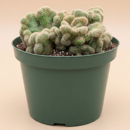 Cleistocactus Samaipatanus f. Cristata 8” Pot