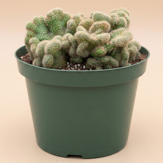 Cleistocactus Samaipatanus f. Cristata 8” Pot